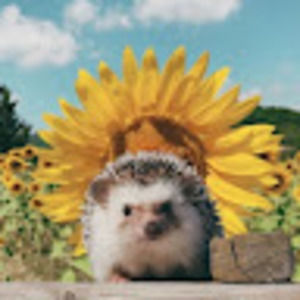 Meet your Posher, Sophie